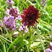 Das Schwarze Kohlröschen (Nigritella nigra), eine Orchidee auf Kalkböden in alpinen Magerrasen