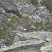 Pernice bianca (Lagopus mutus).