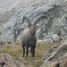 Un maestoso stambecco (capra ibex).