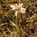...nicht mehr viele Edelweiss sind aufzufinden...