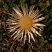 Distel im Herbst
