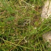 Gelbgrüne Zornnatter (Hierophis viridiflavus)