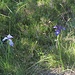 Seltene hellblaue Pyrenäen-Lillie zusammen mit "normal" gefärbter.