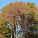 Herbstfarben