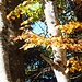 Ambiance d'automne