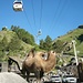 Das Kamel von Азау (Azau; 2355m) läuft immer frei herum. 