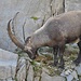 den Königen der Alpen