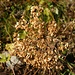 auch der Herbst kann Wundervolles hervorbringen