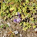meine Lieblinge (botanisch)