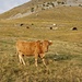 beinahe eben führt der Fahrweg erst über die von vielen Rindern und Kühen bevölkerte Hochfläche
