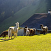 Vorderes Ahorni - friedliche Wooly Lamas