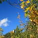 Herbst in der Osterhorngruppe