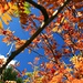 Herbst in der Osterhorngruppe