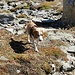 Lexi unsere Beagle-Hündin