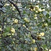 <b>Un melo selvatico (Malus silvestris) attira la mia attenzione: i rami, stracolmi di piccoli pomi, penzolano rischiando di rompersi. Fotografo l’albero che, più di tutti, è stato protagonista di miti e leggende e continuo la mia passeggiata domenicale.</b>