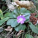<b>Primula farinosa</b>