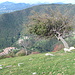 Windgebeutelter Baum, unten Campora und Monte