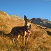 Suni, Reginetta in Val Susa già baciata dal sole di Ottobre!