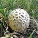 Pilz (Amanita Muscaria, verwaschen und versteinert) - oder doch ein Amanita strobiliformis? 

Wer's weiss, darf's sagen.