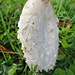 einer der wenigen Pilze, die ich kenne - sammle und esse: Schopftintling