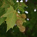 Früchte der Westlichen Platane (Platanus occidentalis), einem häufig anzutreffenden Strassenbaum welcher aus Nordamerika stammt.
