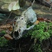 Schädelknochen eines Dachses im Wald  Hilsenstein.