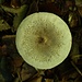 Parasolpilz (Macrolepiota procera).