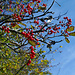 Im Jura sehr häufig: Mehlbeerbaum (Sorbus aria)