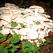 Pilze im dunklen Wald. Gäbe wohl Pilzgerichte für eine Woche, sofern sie genießbar sind (?)