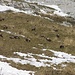 Eine riesige Herde Gämsen konnten wir beobachten
