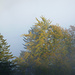 Herbstfarben tauchen in den Nebel ein