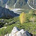 Steile Latschenfelder leiten hinab ins Innerfeldtal - es gilt, den Graben unten genau in Bildmitte zu erreichen. Aber vom Steig abweichen und sich im Latschendickicht verlaufen kann man sowieso nicht.