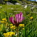 Trifoglio alpino (Trifolium alpinum)
