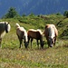 Pferde im Aufstieg zum Breithorn auf etwa 2200 m friedlich am grasen.