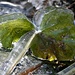 der Winter naht: vom Eis umschlossene Pflanze