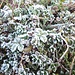 Fleurs de givre