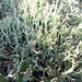 Lichen