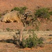 Webervogelnest, Namibia