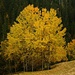 Leuchtender Herbst!

Zitterpappeln (Populus tremula) im Val Nalps.