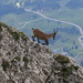 A female ibex running away from me (Schwägalp Passhöhe down on the right hand side)