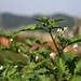 Blühender Schwarzer Nachtschatten (Solanum nigrum) auf dem Kalvarienberg. Solange die Temperaturen einigermassen warm bleiben, bildet die Pflanze immer wieder neue Blüten aus, die sich dann zu erst grünen und später schwarzen Beeren entwickeln (selbstbefruchtend).