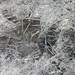 "Eisblumen" auf den vielen kleinen "Tümpel" auf der Ebene Schneegruben