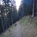 Waldweg kurz nach dem Start