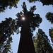 Sequoia National Park - Blick entlang des General Sherman Tree "in Richtung Sonne".