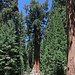 Sequoia National Park - Aus etwas Entfernung passt der General Sherman Tree auch in voller Höhe auf das Foto. Einige Daten: Höhe 83,80 m; Volumen: 1.489 m³; Stammumfang am Boden: ca. 31 m.