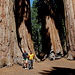 Sequoia National Park - An den Riesen-Mammutbäumen der Parker Group.