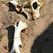 Oryx-Skelett, Gai-As, Namibia