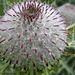 tolle Form: die Blüte der Wollkopf-Kratzdistel (Cirsium eriophorum)