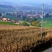 Aussicht über ein Maisfeld nach Ueberstorf