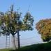 prallvoller Apfelbaum und herbstliche Eiche